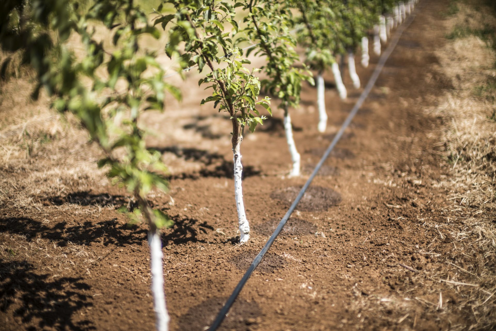 Drip Irrigation Layout